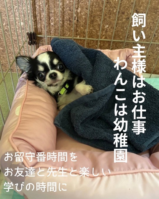 犬の幼稚園 - 清水警察犬・家庭犬訓練所（群馬県伊勢崎市）