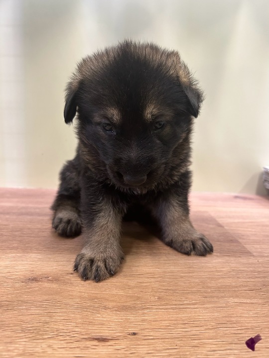 警察犬　dogpolice  シェパード　コスプレ　大型犬　マニア　リード 🇯🇵大阪万博会場を警戒する大阪府警の警察犬🐕 Osaka