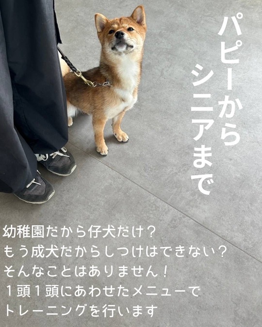 犬の幼稚園 - 清水警察犬・家庭犬訓練所（群馬県伊勢崎市）